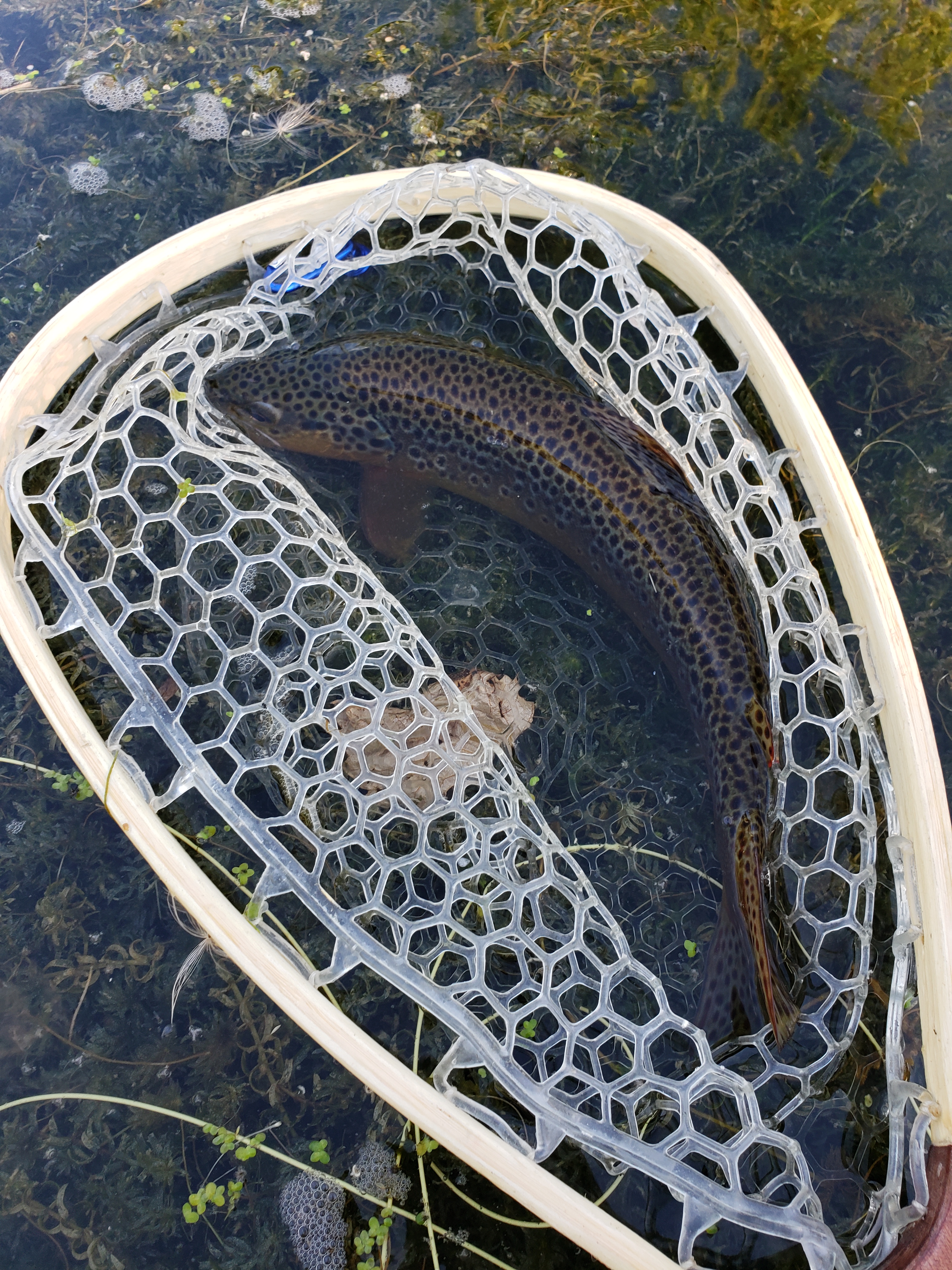 Big Brown Trout in Net