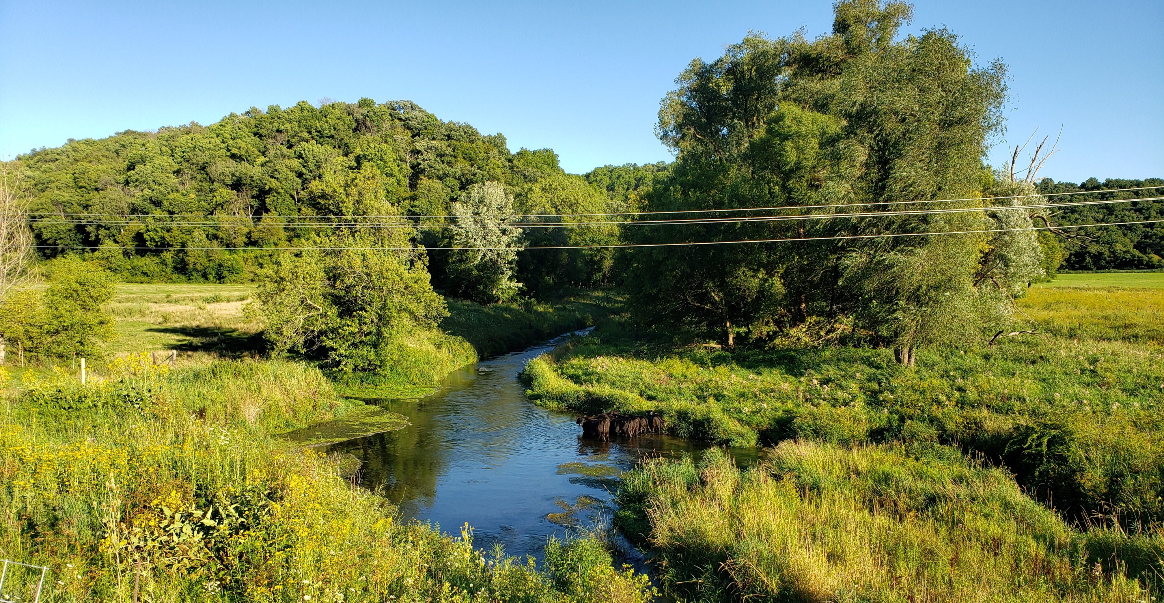 Northern Driftless stream in summer