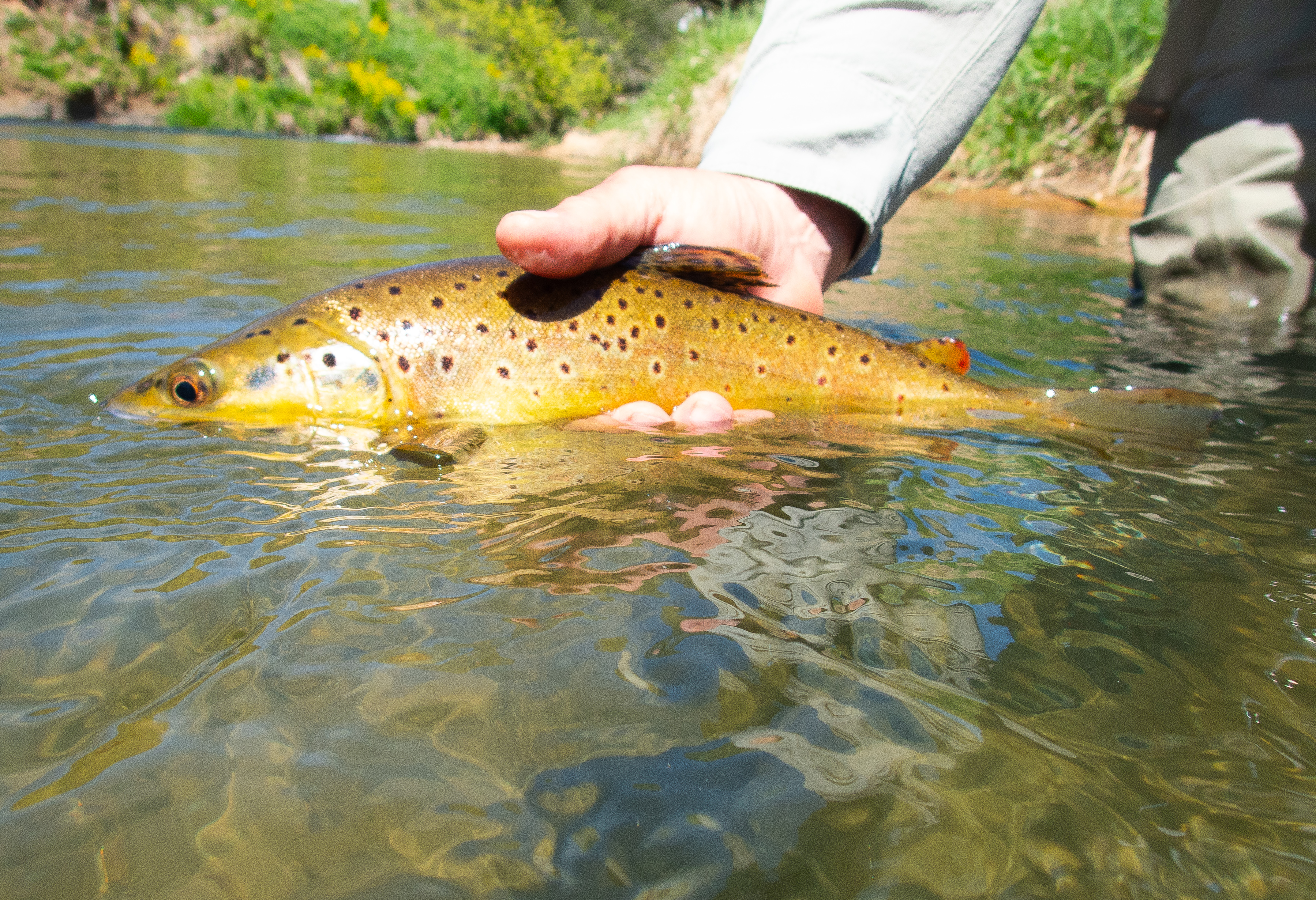 Driftless brown trout