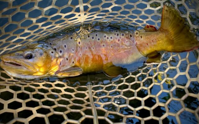 Brown trout in net
